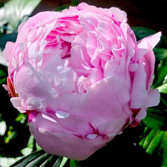 Meet your Posher, Lisa - Picture 1 of 1